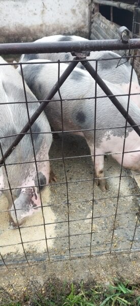 Porci carne de vanzare in Fetesti, Stelnica, lalomita, Calarasi