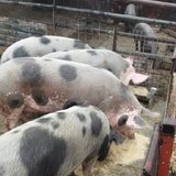 Porci carne de vanzare in Fetesti, Stelnica, lalomita, Calarasi
