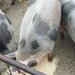 Porci carne de vanzare in Fetesti, Stelnica, lalomita, Calarasi
